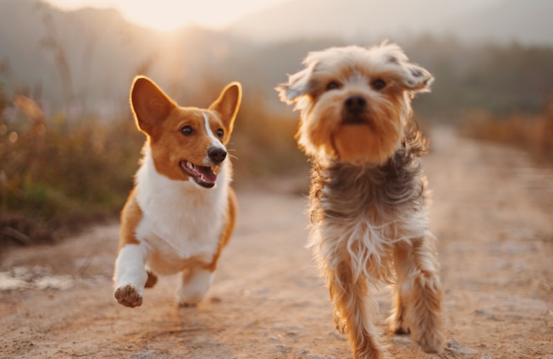 Dos perros corriendo al aire libre